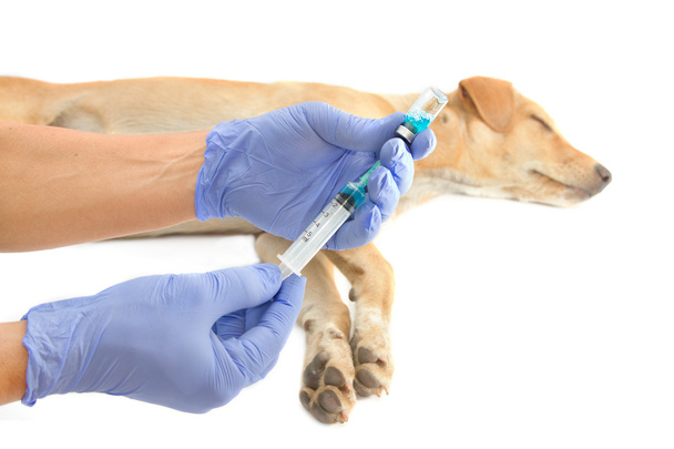 Veterinarian giving injection to a dog - Fotoğraf, Görsel