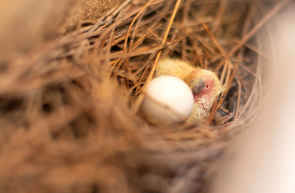 2番目の赤ん坊と卵の近くで眠っている小さな鳩 - 写真・画像