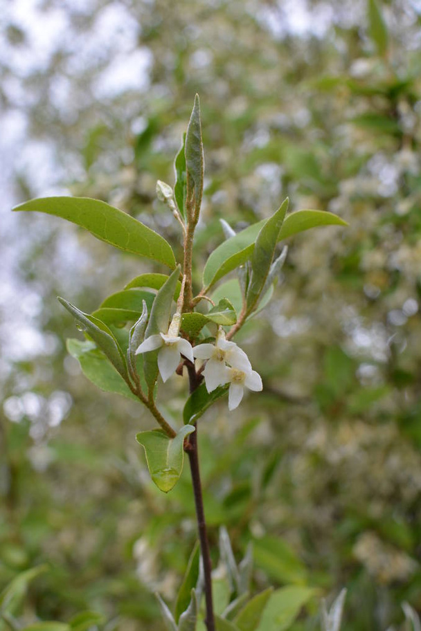 Puha makró fókusz finom kis virágok Elaeagnus umbellata. Ennek a virágzó növénynek a tavaszi csodája. Szelektív fókusz. A tervezés természetvédelmi koncepciója - Fotó, kép