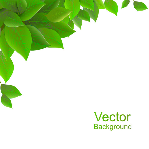 Background.White background and green leaves, vector illustration. Spring background . - Vector, Image