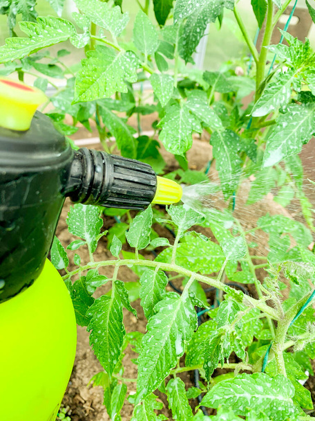 Uso di pesticidi nella protezione delle piante, spruzzatura di pomodori. - Foto, immagini