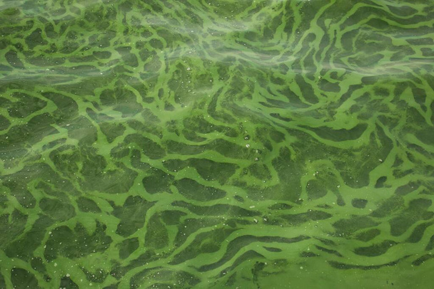 Zielone tło. Pod koniec lipca woda w rzekach i jeziorach staje się zielona. Powierzchnia wody. - Zdjęcie, obraz