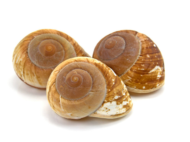 Three shells of marine gastropods against a white background - Photo, Image
