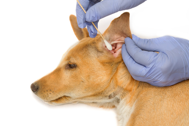 Eläinlääkäri tarkistaa ja puhdistaa korvat koiralle
 - Valokuva, kuva