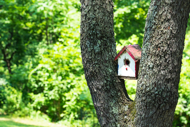red and white bird house wedged between the v of two tree trunks with bright green foliage in soft focus behind - Photo, Image