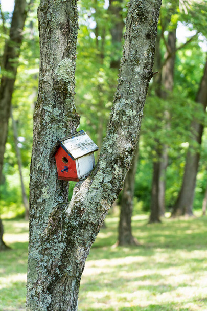 vertical view of a red and white bird house wedged between the v of two tree trunks with bright green foliage in soft focus behind - Photo, Image
