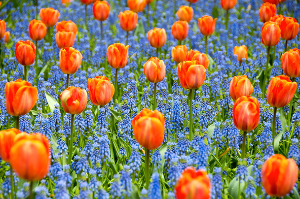 Naranja y azul
 - Foto, Imagen