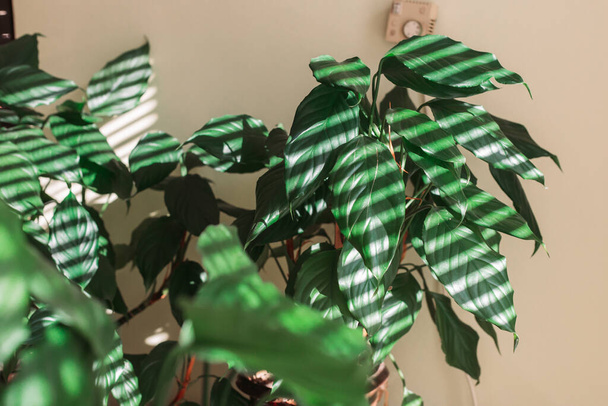 Houseplants in the living room. Striped window light. Home gardening - Photo, image