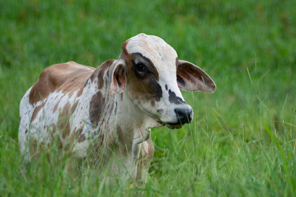 Vaca no pasto verde - Foto, Imagen