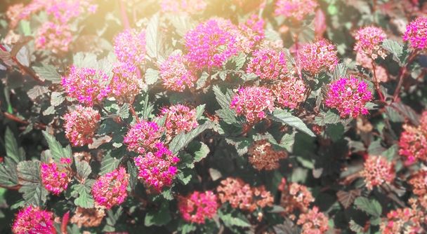 Flor roja rosa borrosa verano fondo natural
  - Foto, imagen