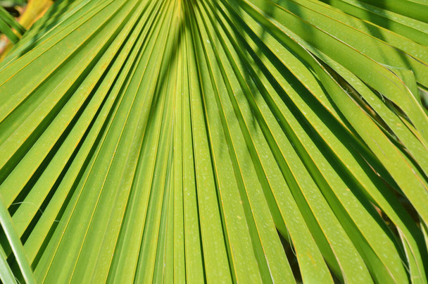 tropical leaf texture, large palm foliage nature green background - 写真・画像