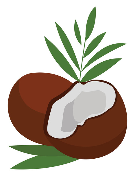 Verse kokosnoot, illustratie, vector op witte achtergrond - Vector, afbeelding