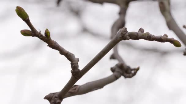 Araña en cogollos de árbol de flor de cerezo Yoshino
 - Imágenes, Vídeo