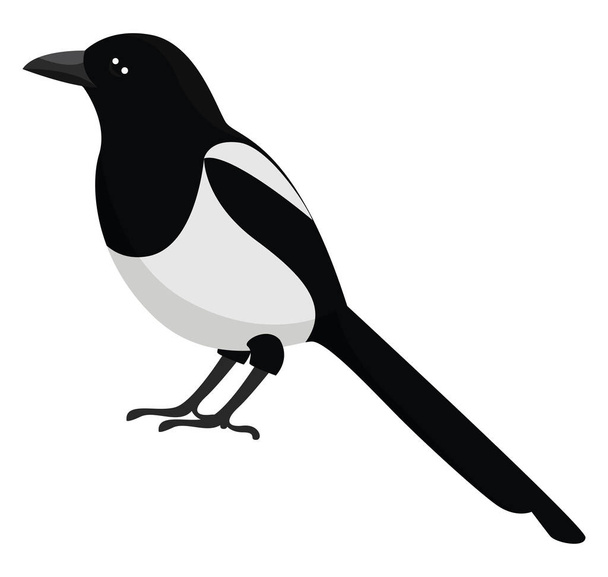 Magpie bird, illustration, vector on white background - Vetor, Imagem