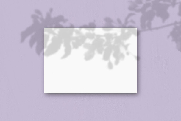 Un foglio A4 orizzontale di carta bianca strutturata sullo sfondo della parete lilla. Il Mockup si sovrappone alle ombre delle piante. La luce naturale getta ombre da una pianta esotica. Posa piatta, vista dall'alto. Orizzonte - Foto, immagini