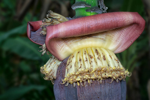 images sur l'inflorescence de la tige de fructification de la banane. - Photo, image