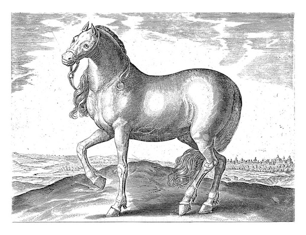 Szicíliai ló, névtelen, Hieronymus Wierix után, Jan van der Straet után, 1624 - 1648 előtt Szicíliai ló a tájban, évjárat metszet. - Fotó, kép