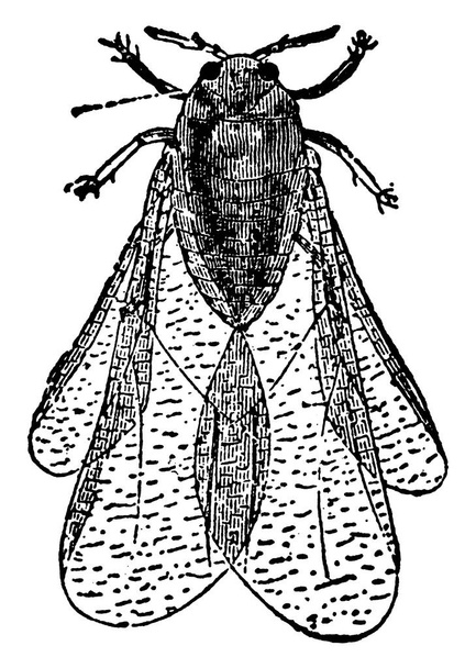 Pylloxera is een geslacht van vliesvleugeligen uit de familie Aphis en Coccus. De Phylloxeridae; hechten zich aan verschillende planten, op het sap waarvan ze zich voeden, een grote verwoesting in de wijngaarden, vintage lijntekening of graveren illustratie. - Vector, afbeelding
