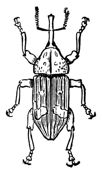 Bílá borovice Weevil druhu Pissodes strobi, který je nejvíce destruktivní hmyz, vinobraní čáry kreslení nebo rytí ilustrace. - Vektor, obrázek