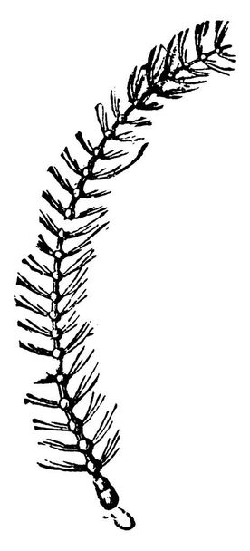 A Diplosis pyrivora faj szerkezeti részletei, amelyek úgy tűnnek, mint a hajszálszerű díszletek csomóival borított gömb alakú gyöngyök, szalaghoz, vintage vonalrajzhoz vagy gravírozási illusztrációhoz rögzítve.. - Vektor, kép