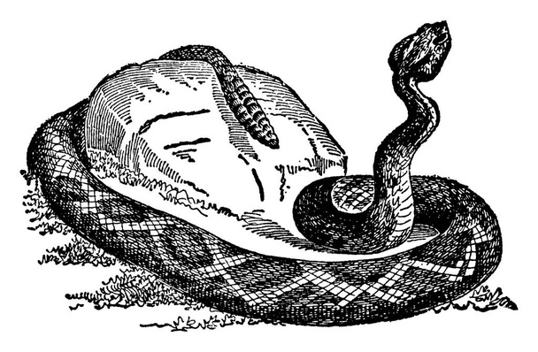 Rattlesnake is de Engelse naam voor elke soort van het Amerikaanse geslacht Crotalus en ook Sistrurus, waarvan de staart is voorzien van een rammelaar. Het gif van de ratelslang is meestal fataal voor de mens, vintage lijntekening of gravure illustratie. - Vector, afbeelding