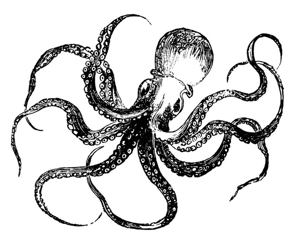 Octopus, mustekalaan liittyvä nilviäinen. Se on kahdeksan käsivarret luuserit, järjestetty noin Keski pehmeä, roikkuva runko., vintage linja piirustus tai kaiverrus kuva. - Vektori, kuva