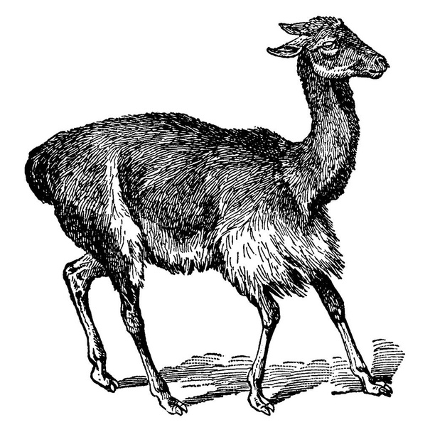 Vicuna is a native of Bolivia and northern Chile is very wild, and is the smallest species of the genus, standing only about 30 inches at the shoulder. It is extremely active and sure-footed, and has soft silky fur, vintage line drawing or engraving  - Vector, Image