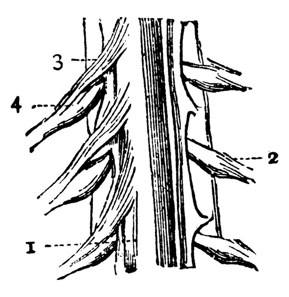 La partie de la moelle épinière, avec les parties, 1 : Corps de la moelle ; 2 : Un nerf spinal du côté gauche de la moelle ; 3 : Racines antérieures d'un nerf et 4 : Racines postérieures, dessin de ligne vintage ou illustration de gravure. - Vecteur, image