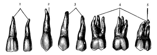 Різні типи людських зубів, які включають різці, ікла, премоляри і зуби мудрості, малюнки на старовинних лініях або зображення на гравюрі.. - Вектор, зображення