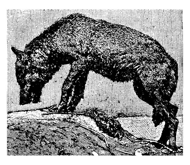 Kurt, köpek lupus türüdür, boyu 1.65 cm 'dir, 18 inç kuyruğa aittir; yüksekliği 33 inç, ağırlığı 100 pound' un üzerindedir ve doğal sesi yüksek sesli bir uluma, klasik çizim ya da kabartma resimdir.. - Vektör, Görsel