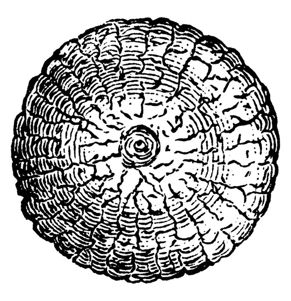De mantel van tarwe-hoofd leger-worm, dat is rond van vorm en heeft schuine banden loopt van het centrum naar de randen, vintage lijn tekening of graveren illustratie. - Vector, afbeelding