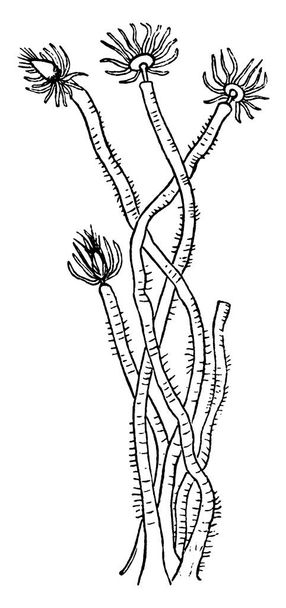 Tubularia is a genus of hydroids that appear to be furry pink tufts or balls at the end of long strings, vintage line drawing or engraving illustration. - Vector, Image