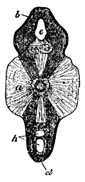 Una representación típica de la sección transvers de la vértebra caudal del tiburón peregrino, Selache mazima, con las partes etiquetadas, dibujo en línea vintage o ilustración de grabado. - Vector, imagen