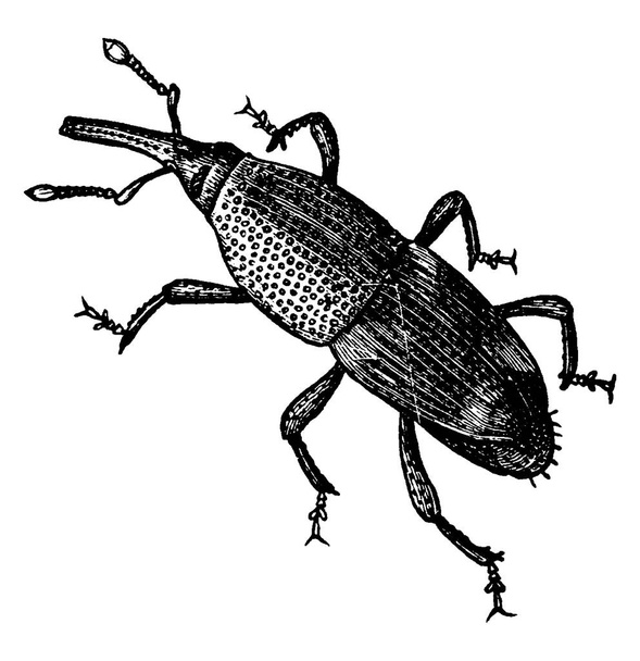 Weevil zijn kleine 6mm plantenetende insecten, vintage lijn tekening of graveren illustratie. - Vector, afbeelding