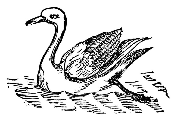 Los cisnes son las aves voladoras más grandes de la familia Anatidae dentro del género Cygnus. Un gran pájaro de patas de red, como el ganso, pero grande y más fuerte. Son casi totalmente herbívoros, dibujo de línea vintage o ilustración de grabado  - Vector, Imagen