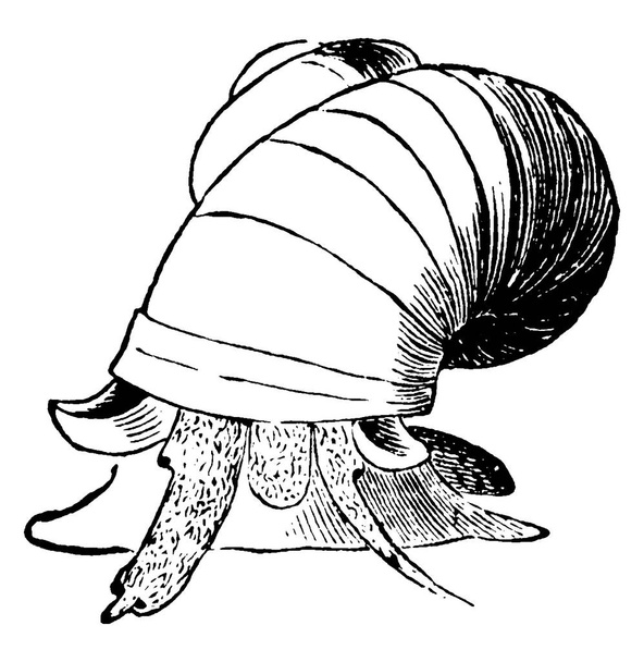 Pond Snail is a species of large air-breathing freshwater snail in the family Lymnaeidae, vintage line drawing or engraving illustration. - Vector, imagen