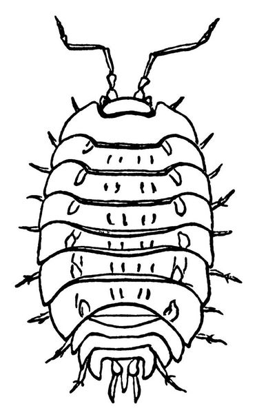 Un leñador es un crustáceo del suborden monofilético Oniscidea dentro de los isópodos, dibujo de líneas vintage o ilustración de grabado.. - Vector, imagen