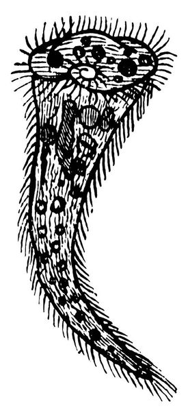 Vorticella - род колоколоколообразных ресниц, которые имеют стебли, чтобы прикрепиться к субстратам, рисованию винтажных линий или гравировке иллюстраций.. - Вектор,изображение