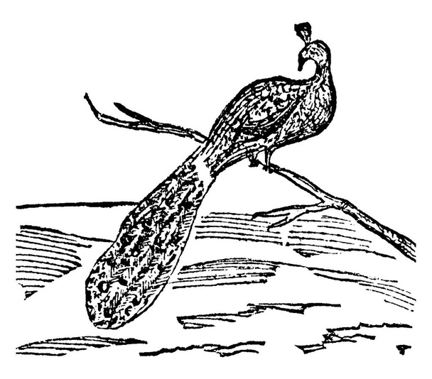 Peafowl je běžné jméno pro tři druhy ptáků v rodech Pavo a Afropavo z čeledi Phasianidae, bažanti a jejich spojenci, vinobraní linie kresba nebo rytí ilustrace. - Vektor, obrázek