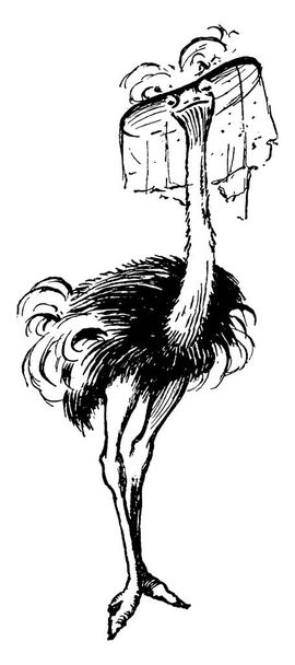 Un avestruz en un circo. El avestruz común, las especies de Struthio camelus y el avestruz son las más grandes de todas las aves vivas, de pie de seis a ocho pies de altura, las alas son inútiles para el vuelo, el dibujo de líneas vintage o la ilustración de grabado.  - Vector, imagen