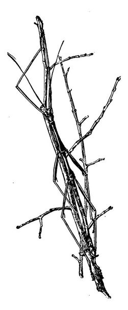 Walking Stick jsou pomalu se pohybující hmyz, které jsou zelené nebo hnědé barvy, nemají trny nebo jed, také známý jako hmyzí hůl., vinobraní čáry kreslení nebo rytí ilustrace.  - Vektor, obrázek