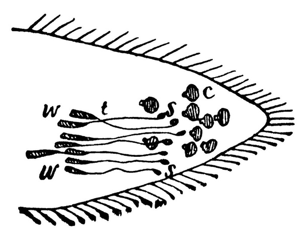 Joints terminaux d'antennes (organes sensoriels principaux de la plupart des insectes appelés senseurs également sur leur tête) d'une fourmi., dessin de ligne vintage ou illustration de gravure. - Vecteur, image