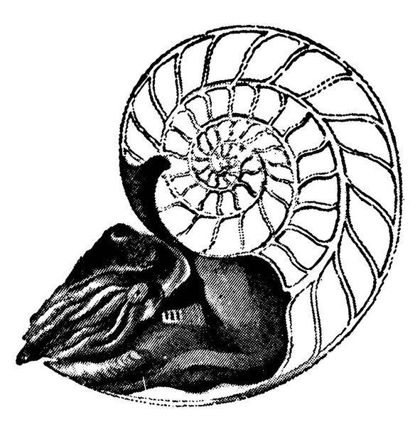 Типичное изображение перламутрового наутилуса с удаленной половиной раковины, рисунок винтажной линии или гравировка. - Вектор,изображение
