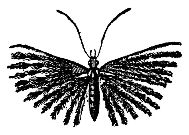 Dit type insecten is opmerkelijk door de eigenaardige vorm van hun vleugels. Elk van de organen van de mot is longitudinaal verdeeld in verschillende takken, allemaal delicaat omzoomd. , vintage lijntekening of gravure illustratie. - Vector, afbeelding