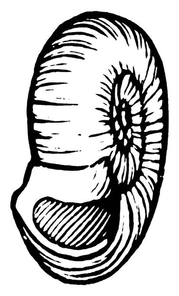 De Slakkenschelp is een deel van het lichaam van een slak, een soort weekdier. Het is een exoskelet dat slakken beschermt tegen roofdieren, vintage lijntekeningen of graveerillustraties. - Vector, afbeelding
