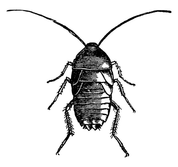  Roach Oriental Feminino, desenho de linha vintage ou gravura ilustração
. - Vetor, Imagem
