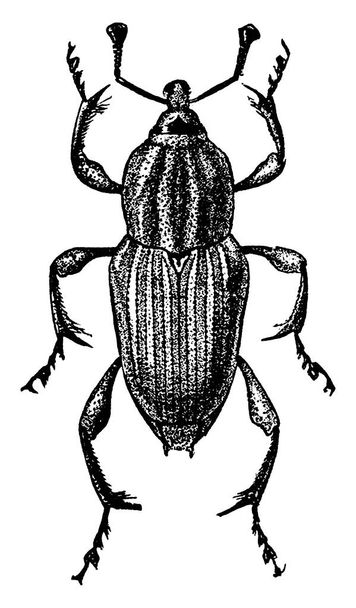 Weevil adult ist ein 6mm kleines Insekt mit sechs Beinen, Vintage-Linienzeichnung oder Gravierillustration. - Vektor, Bild