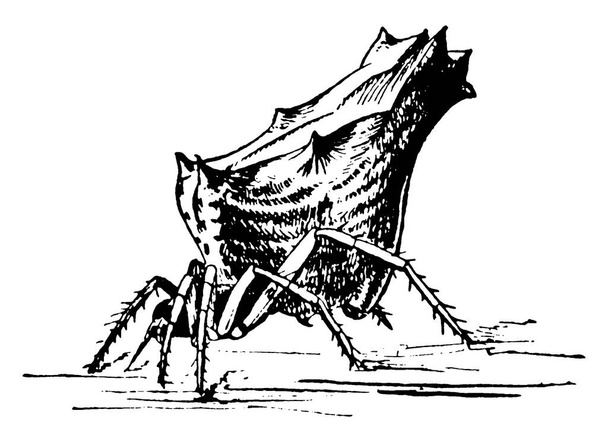 Pająk to pajęczaki z dwoma segmentami ciała, ośmioma nogami, bez skrzydeł i anten i nie są w stanie żuć..  - Wektor, obraz
