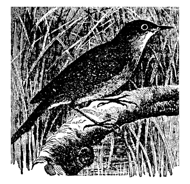 Ворблер співають птахи малого розміру і звичайного оперення, як правило, схожі в обох статей; більшість з них мігрують, мають яскравіше оперення, ніж у Старому Світі, але нагадують їх за звичками, вінтажний малюнок або гравірування ілюстрацій.. - Вектор, зображення