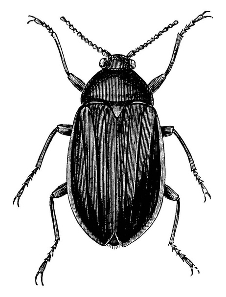 Ein großer, stämmiger Käfer mit Längsstreifen am Körper. Diese sind in den Vereinigten Staaten beheimatet, Vintage-Linienzeichnung oder Gravurillustration. - Vektor, Bild